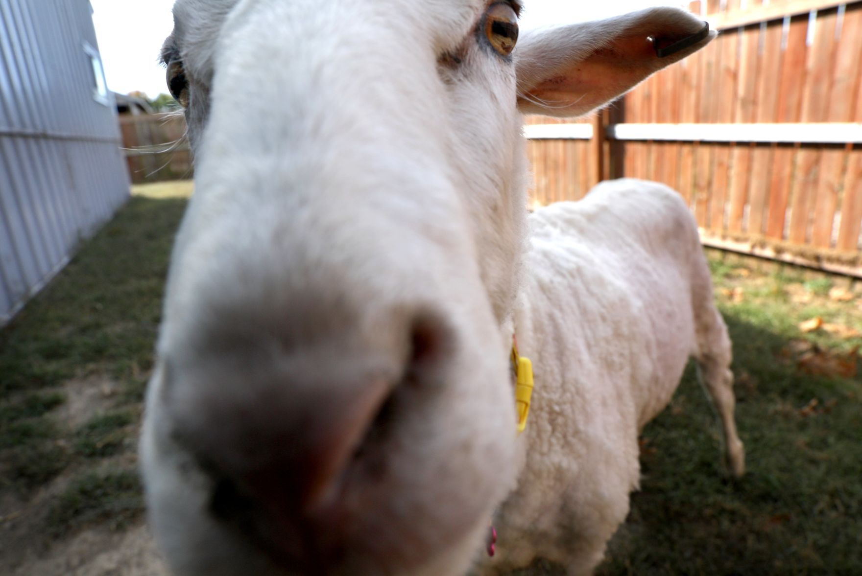 Mary Jane, formerly Shrek the sheep, adopted